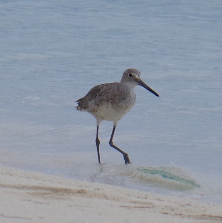 Willet - ML644624832