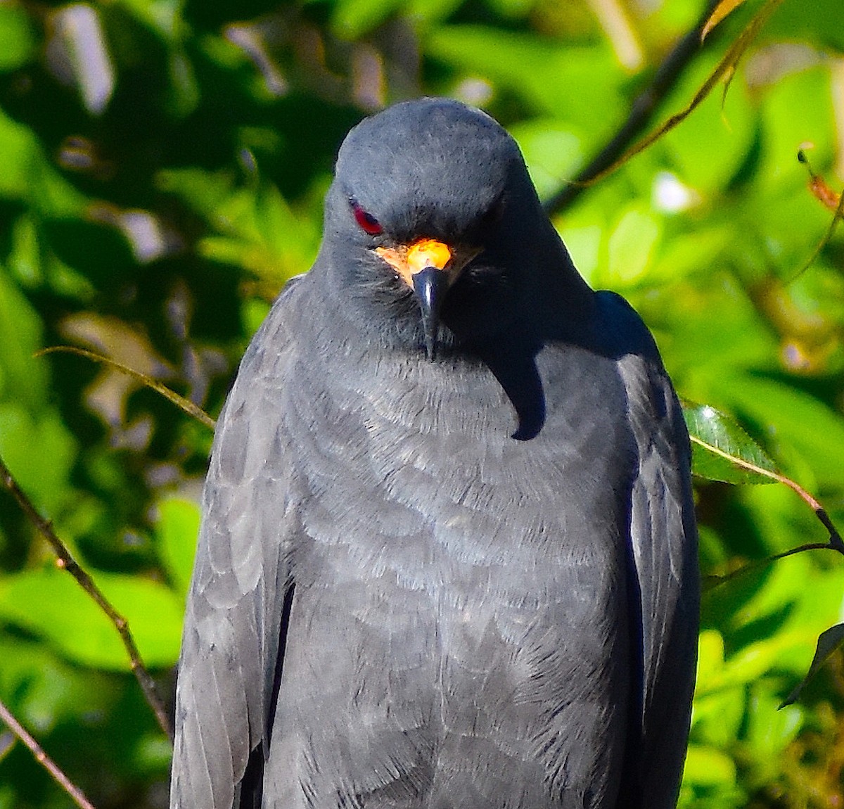 タニシトビ - ML644624835