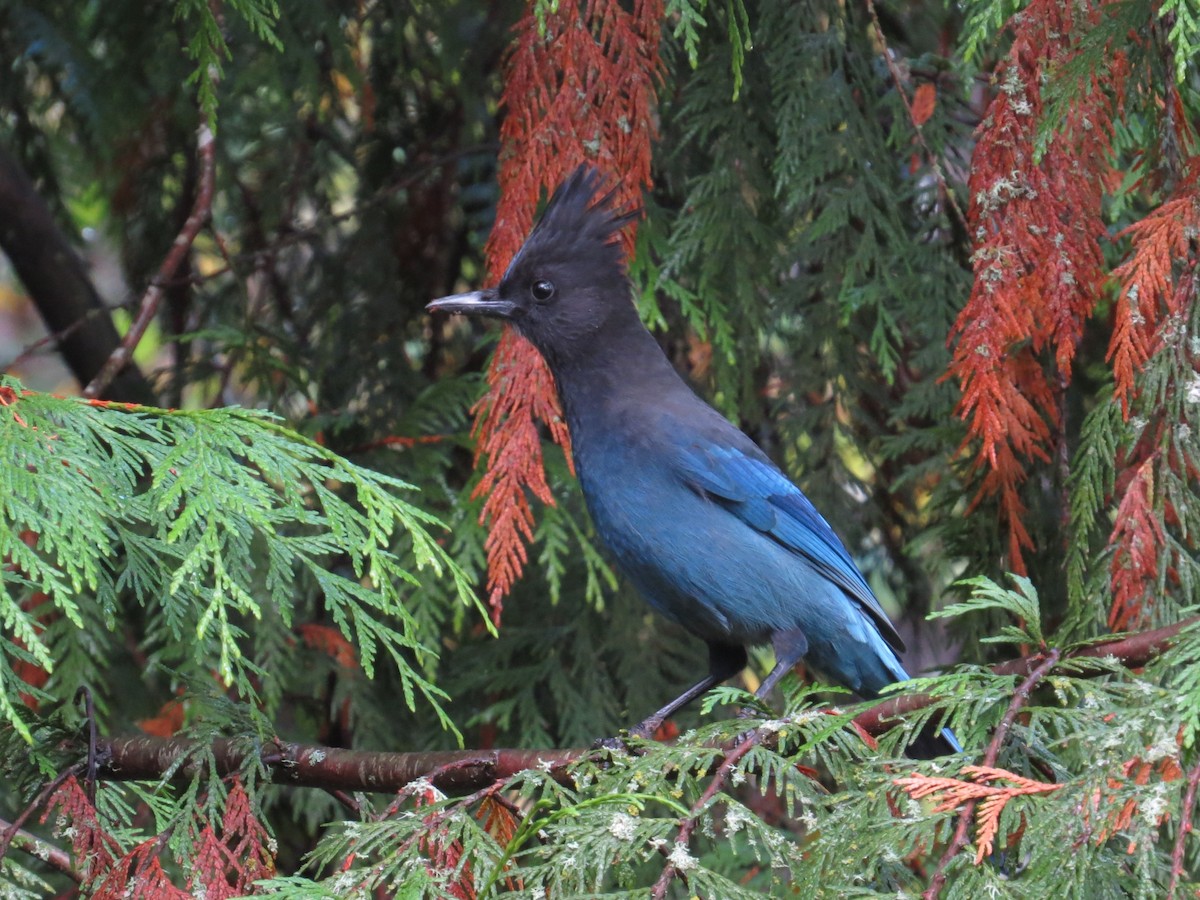 Steller's Jay - ML644624850