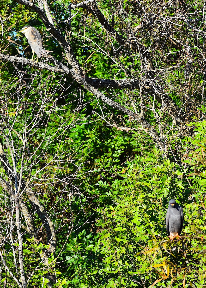 タニシトビ - ML644624851