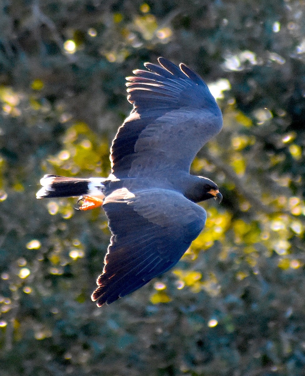 タニシトビ - ML644624857