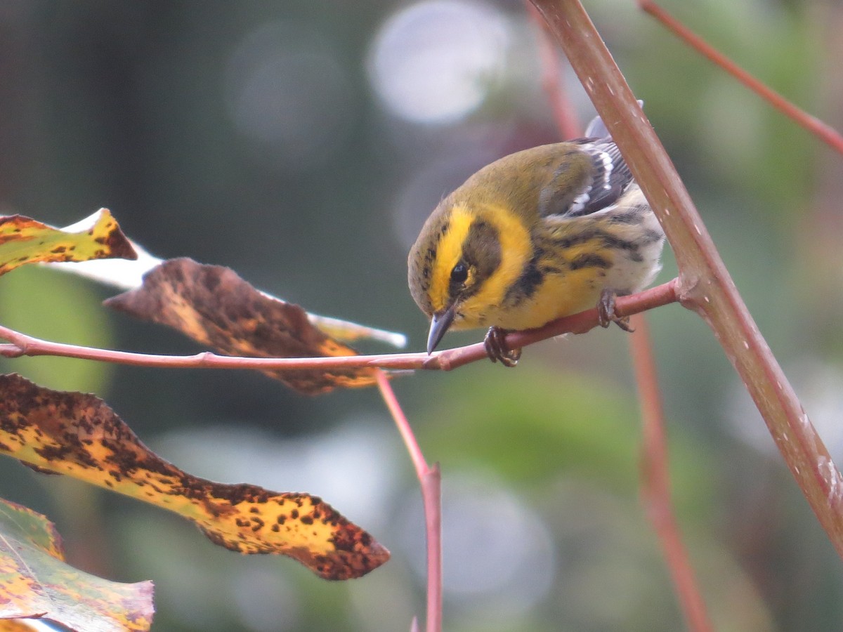 Townsend's Warbler - ML644624862