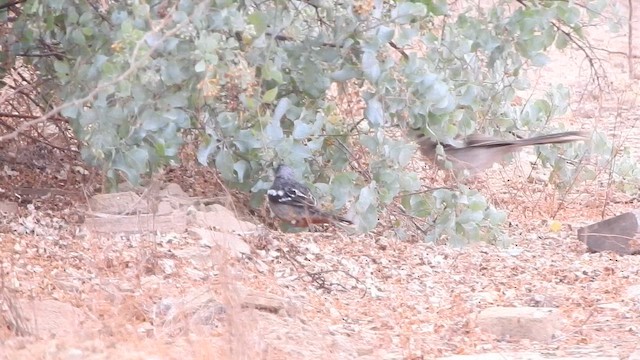 Peruvian Plantcutter - ML644624863