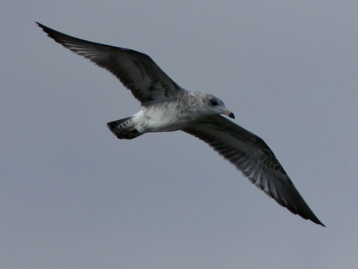 Ring-billed Gull - Paul Bentinck