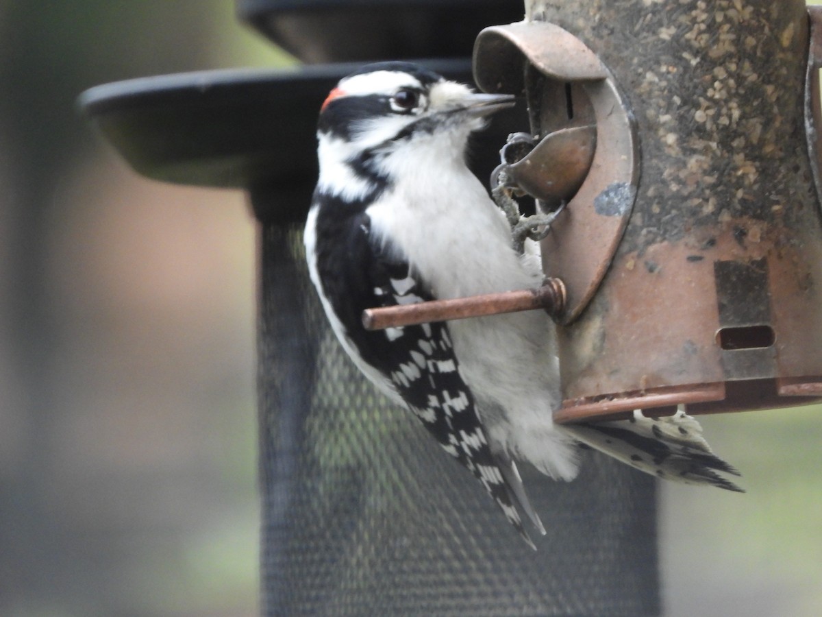 Downy Woodpecker - ML644624875