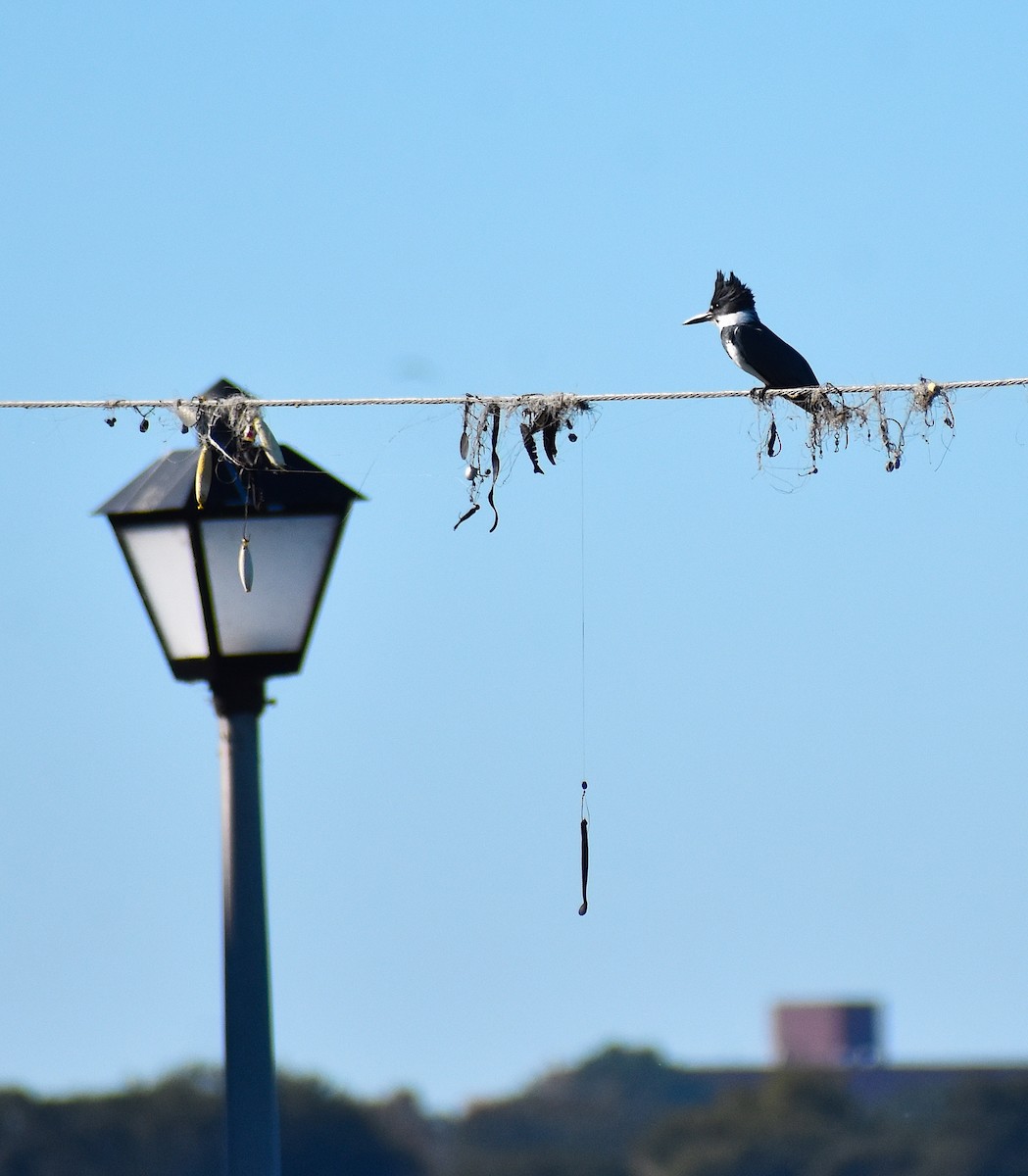 アメリカヤマセミ - ML644624887