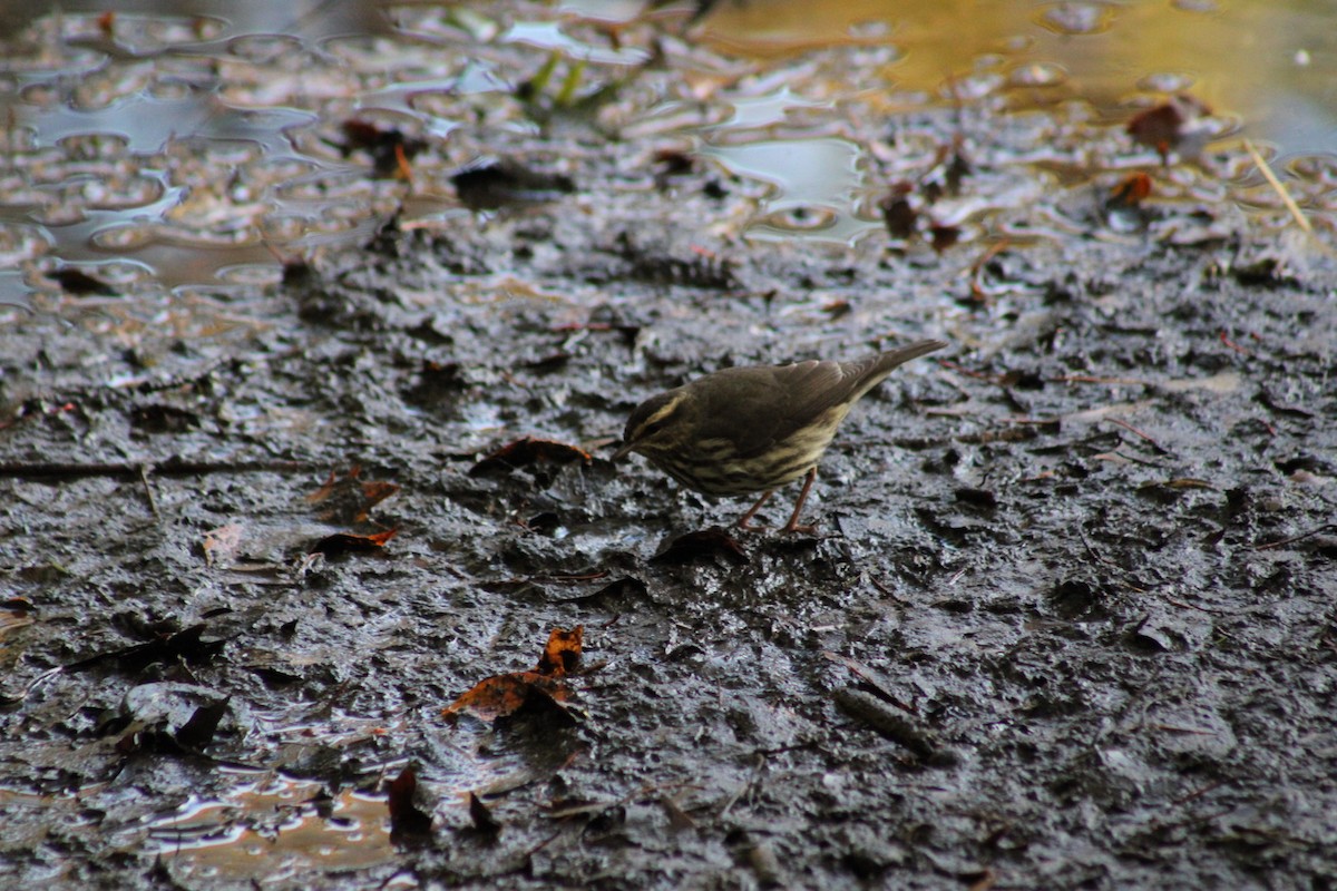 Northern Waterthrush - ML644624889