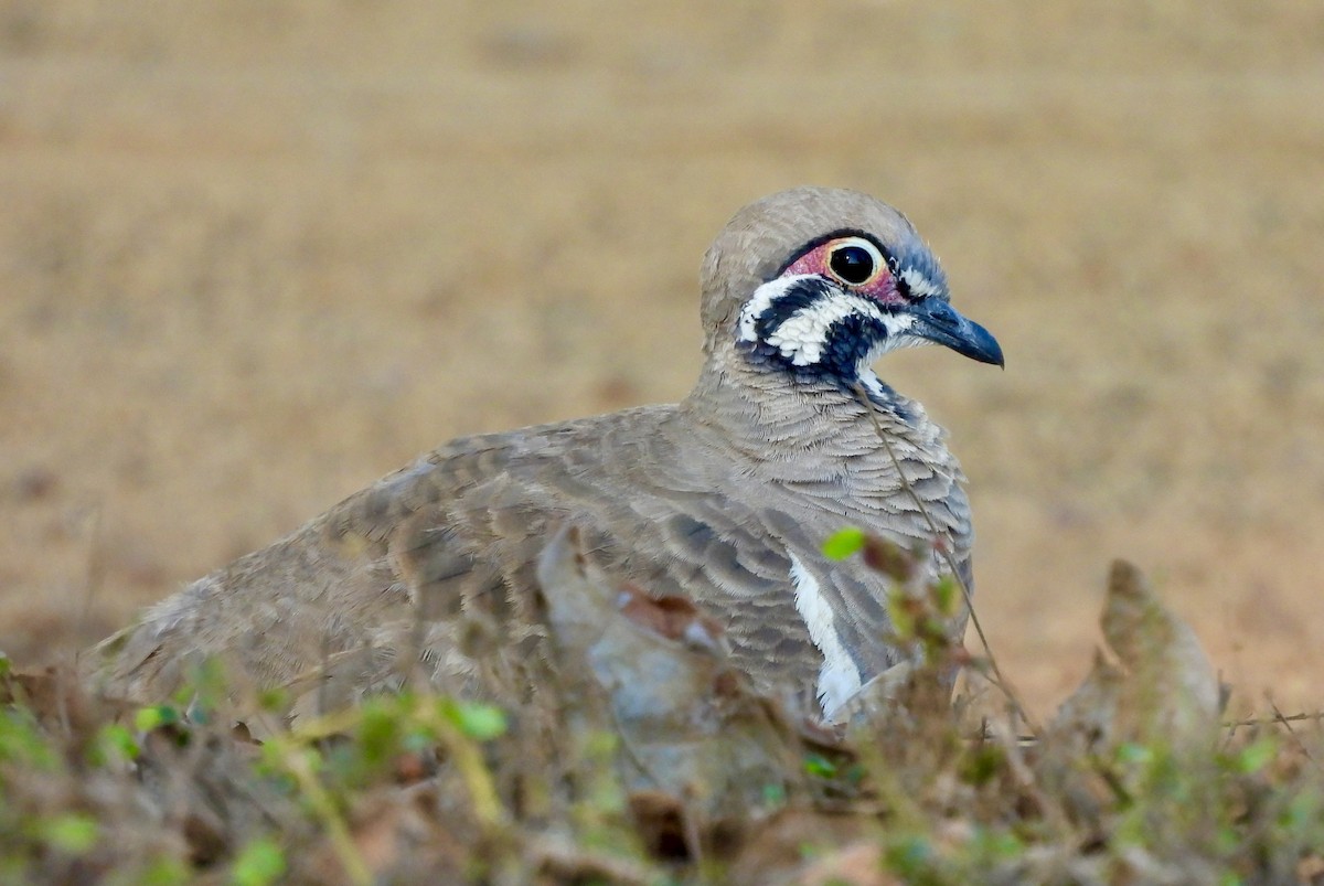 rypedue - ML644624891