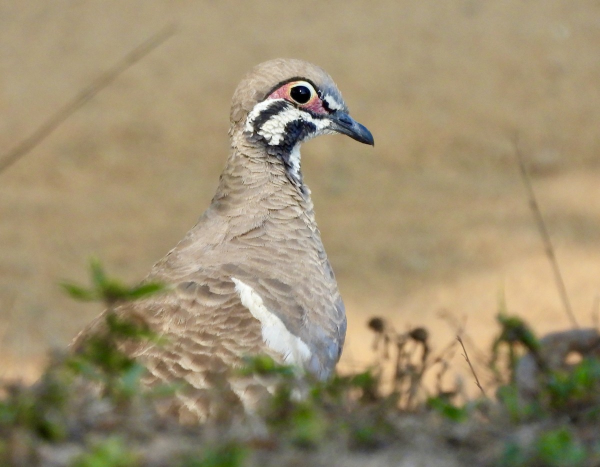 rypedue - ML644624892