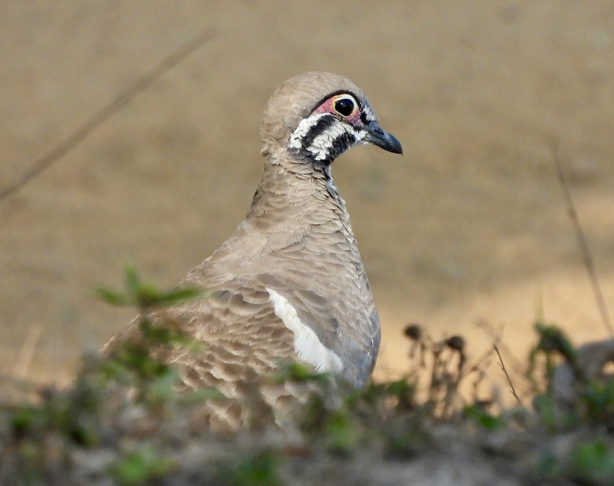 rypedue - ML644624893