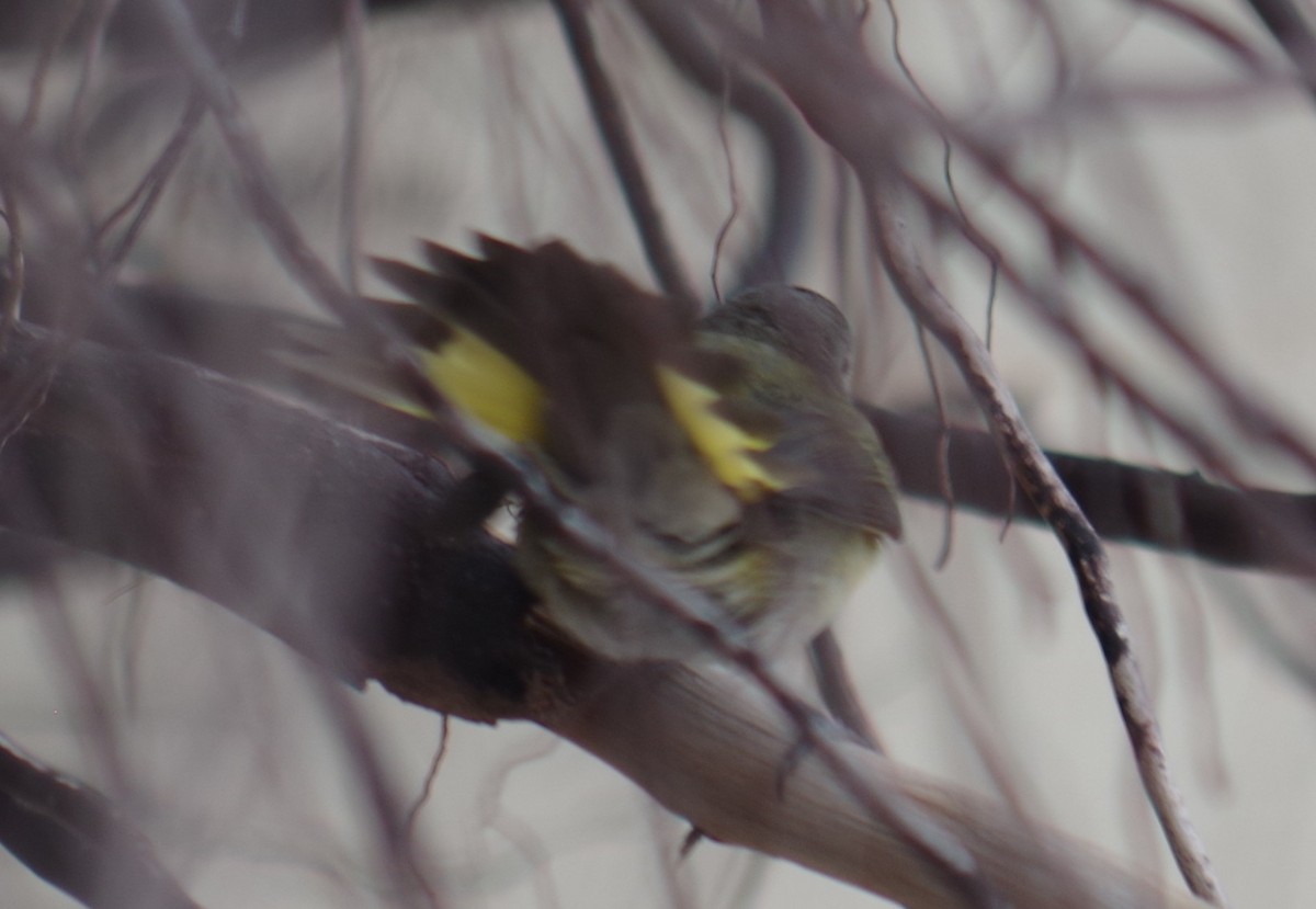 American Redstart - ML644624894