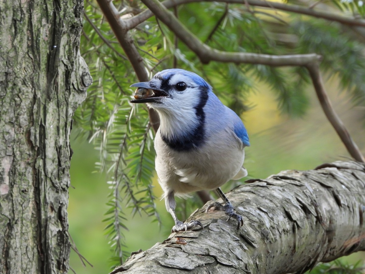 Geai bleu - ML644624901