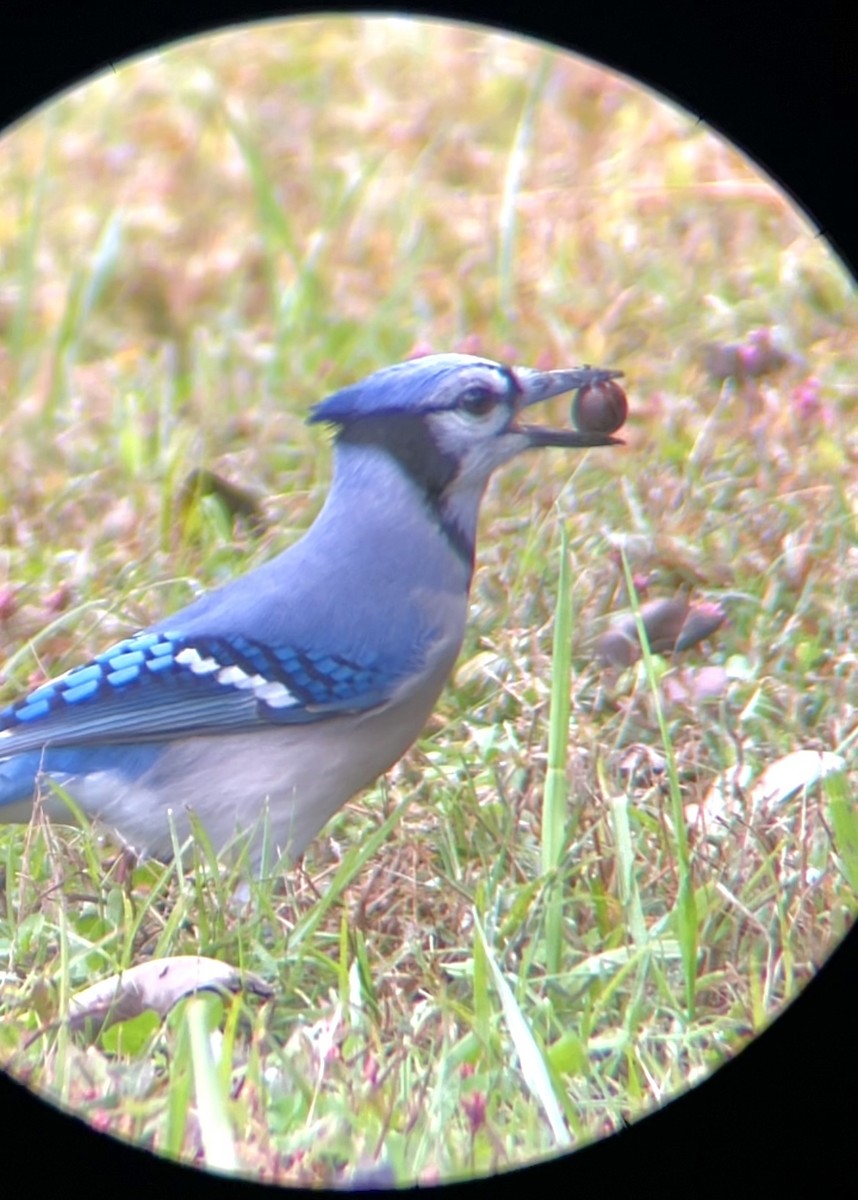 Geai bleu - ML644624903