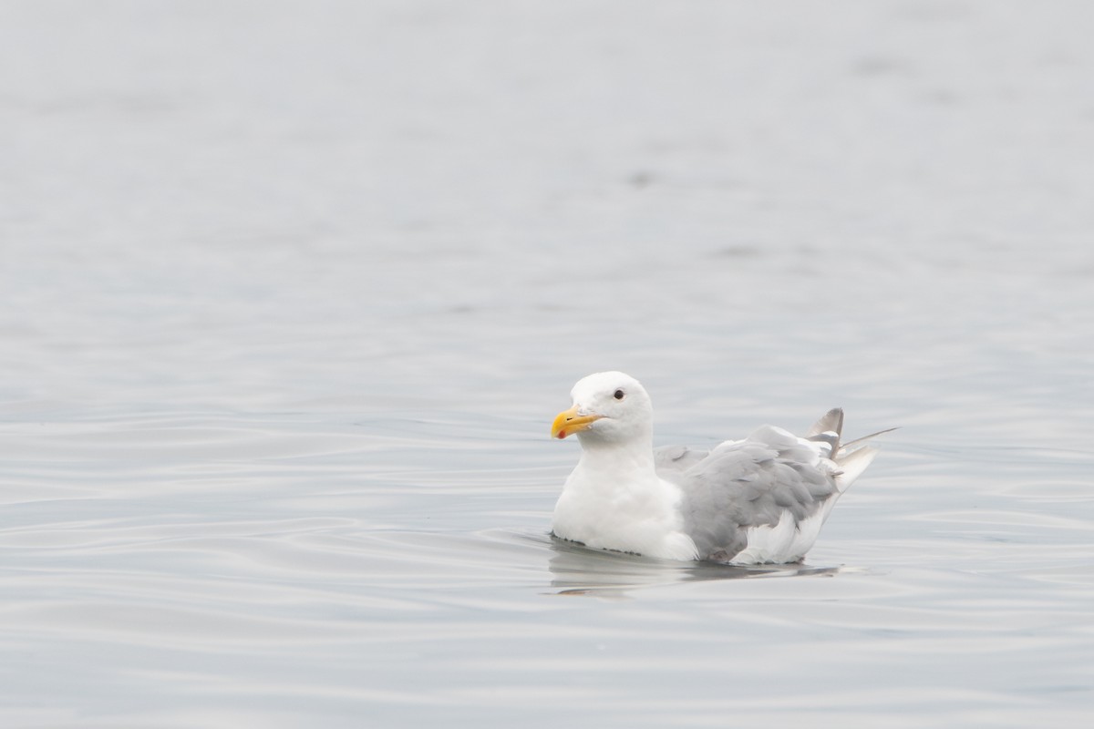 Western x Glaucous-winged Gull (hybrid) - ML644624907