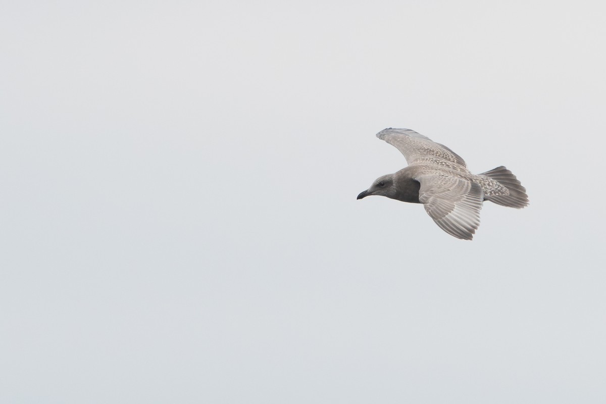 Western x Glaucous-winged Gull (hybrid) - ML644624908