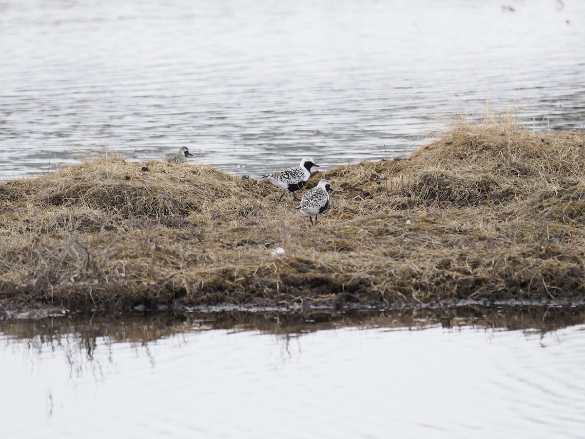 Буурал сүвээ цагаан - ML644624909
