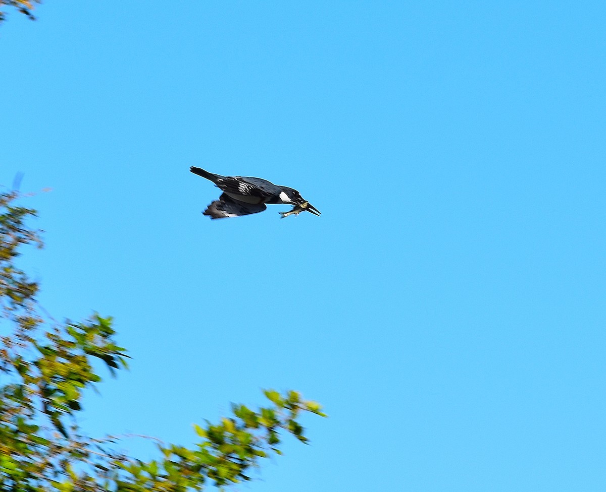 アメリカヤマセミ - ML644624911