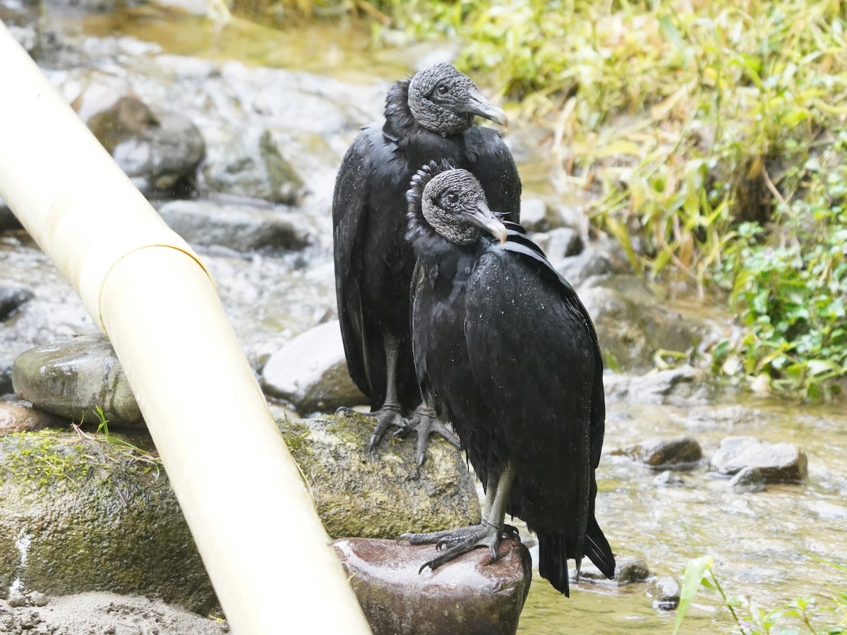 Black Vulture - ML644624916