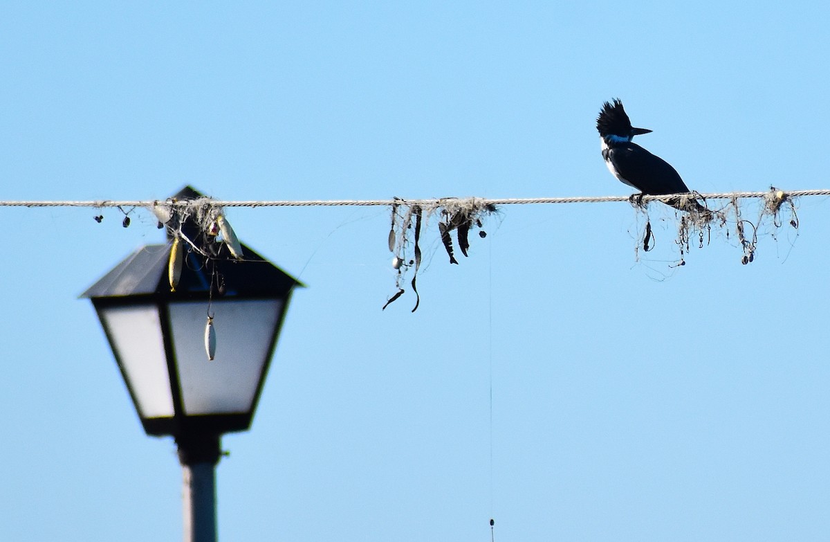 アメリカヤマセミ - ML644624921