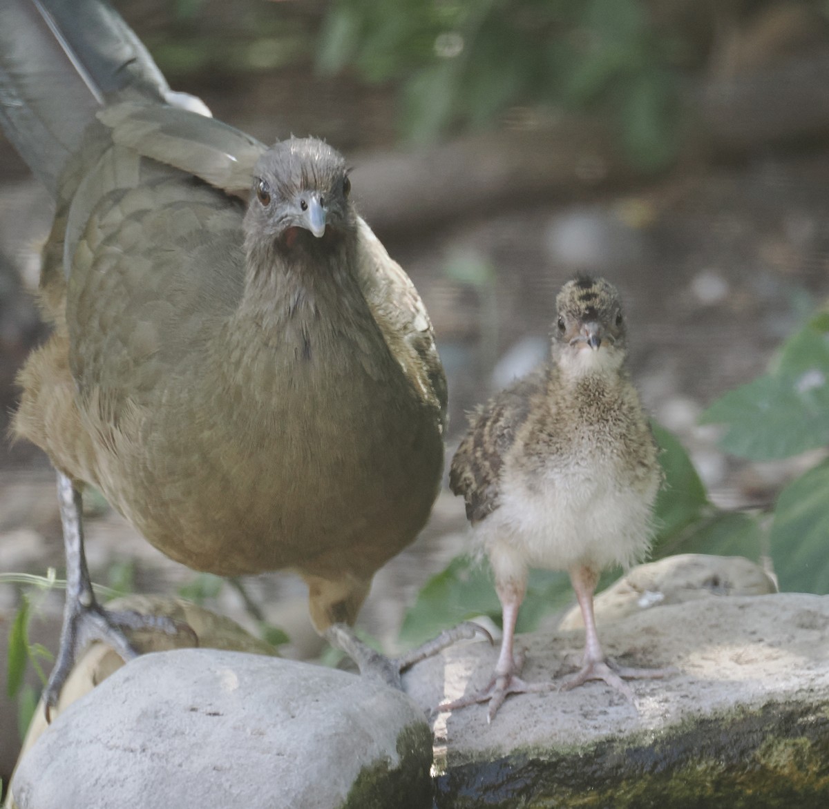 ムジヒメシャクケイ - ML644624924