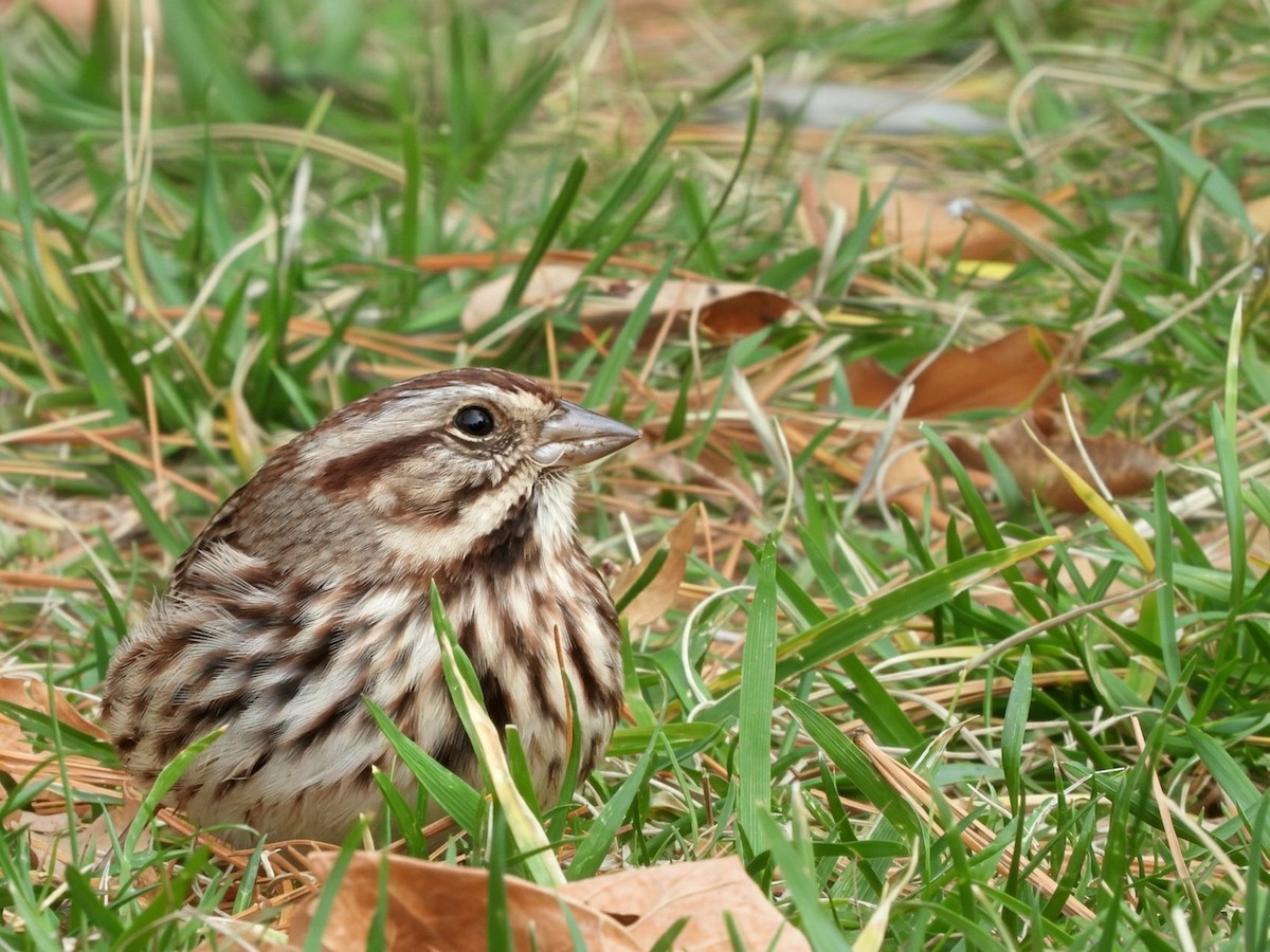 sangspurv - ML644624926