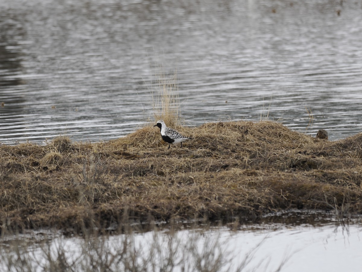 Буурал сүвээ цагаан - ML644624928