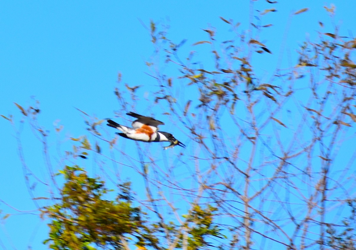 アメリカヤマセミ - ML644624929