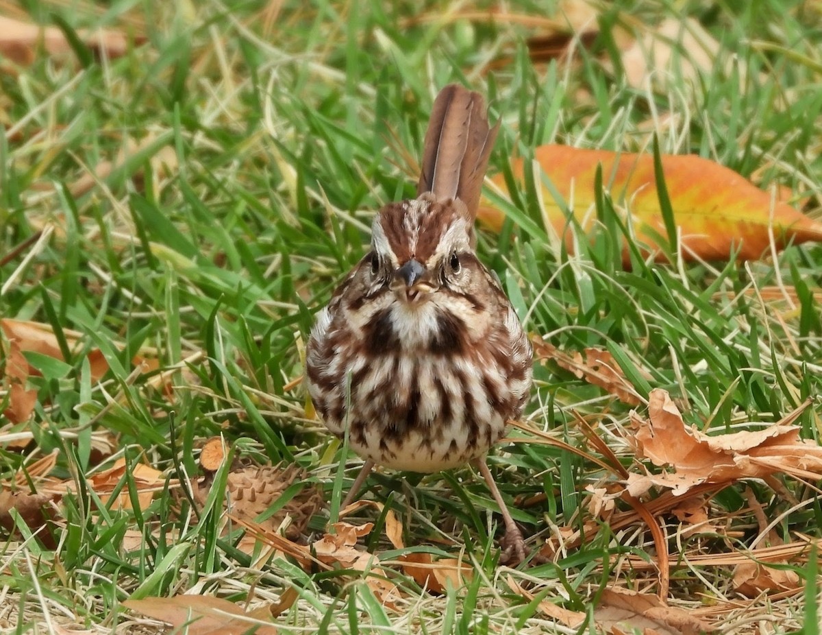 sangspurv - ML644624932