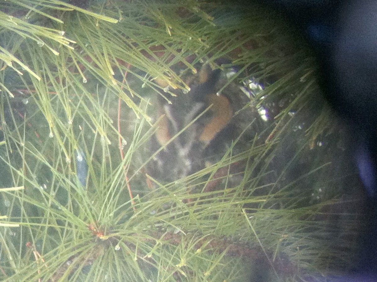 Long-eared Owl - ML644624937