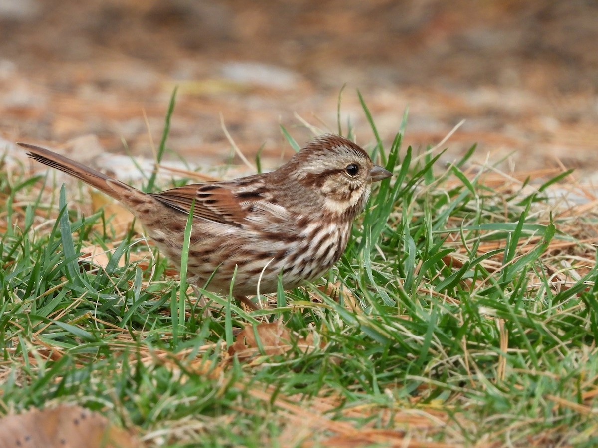 sangspurv - ML644624941