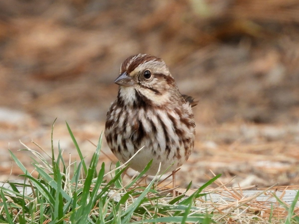 sangspurv - ML644624950