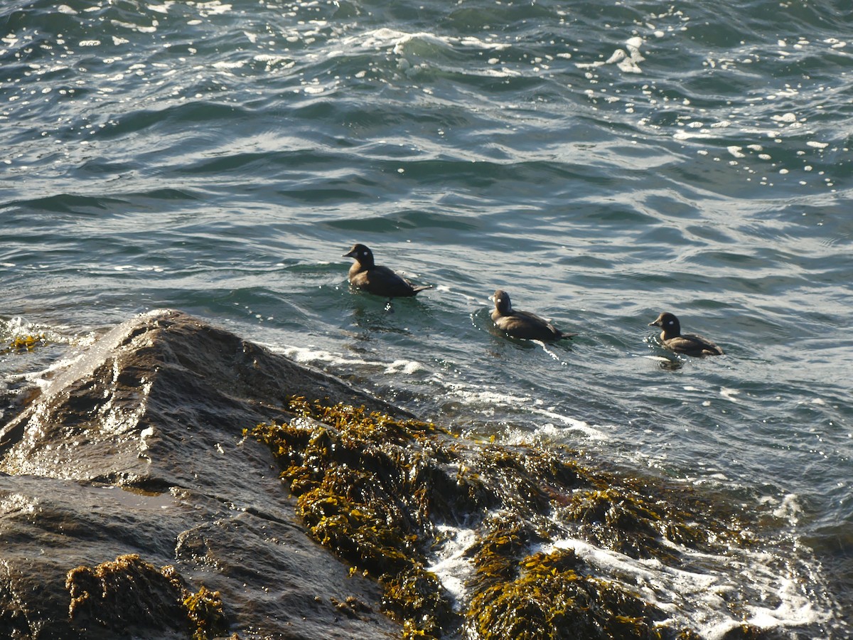Harlequin Duck - ML644624955