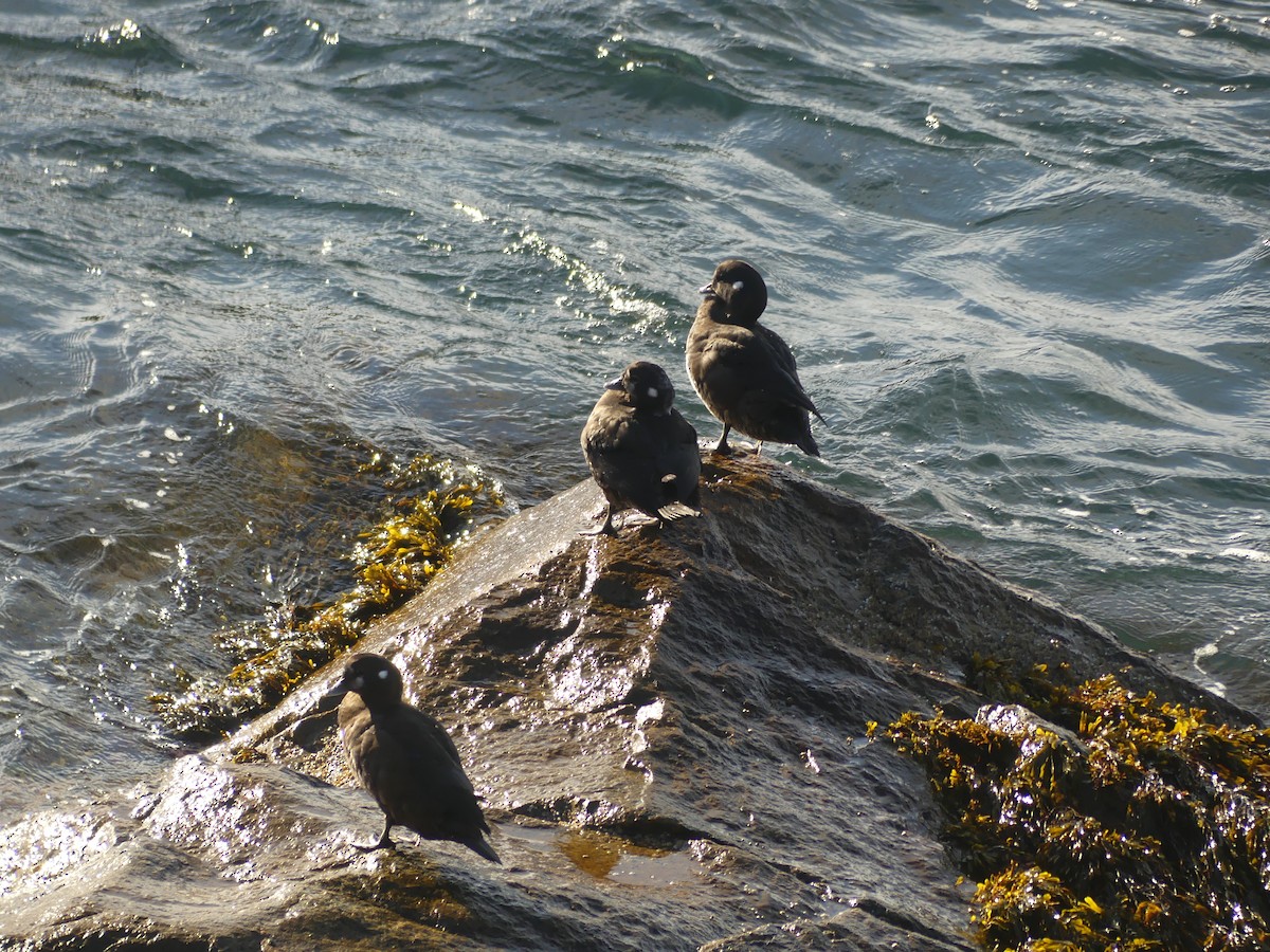 Harlequin Duck - ML644624956
