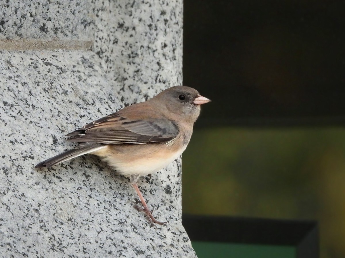 Dark-eyed Junco - ML644624957