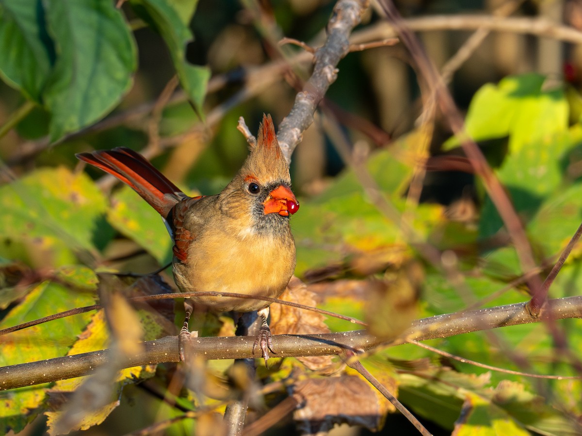 Kardinal arrunta - ML644624960