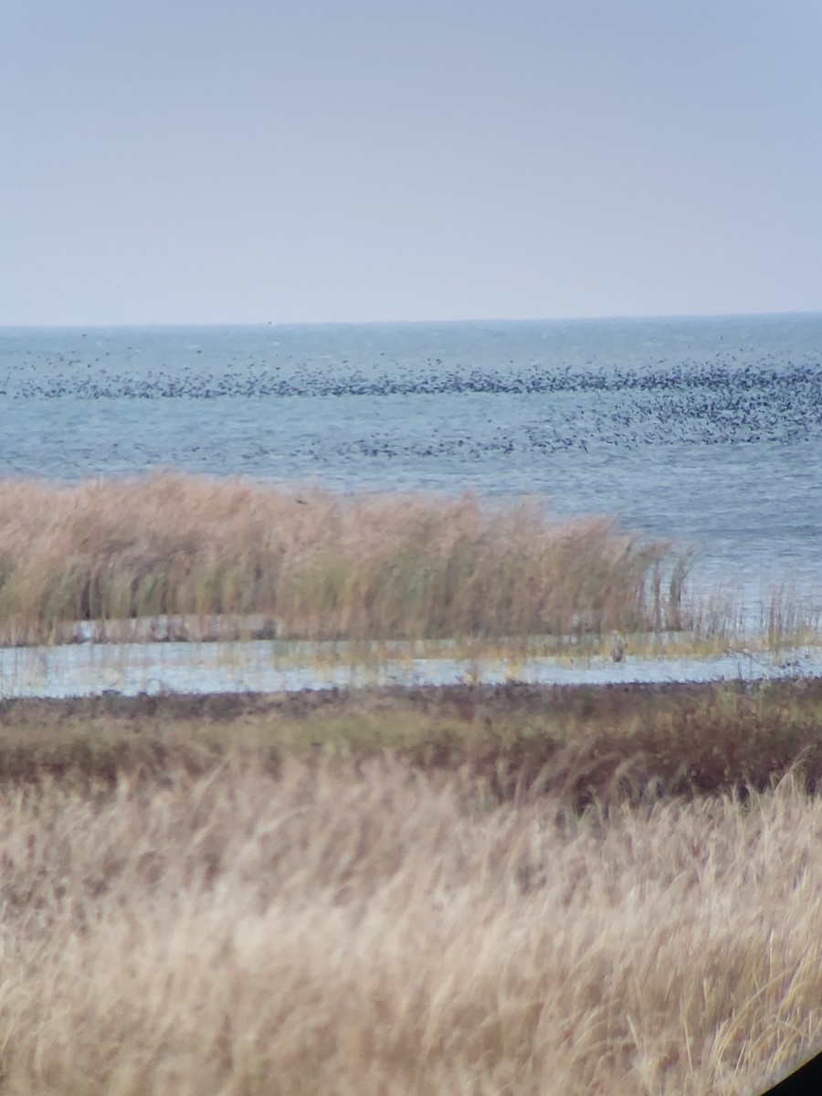 Common Grackle - ML644624962