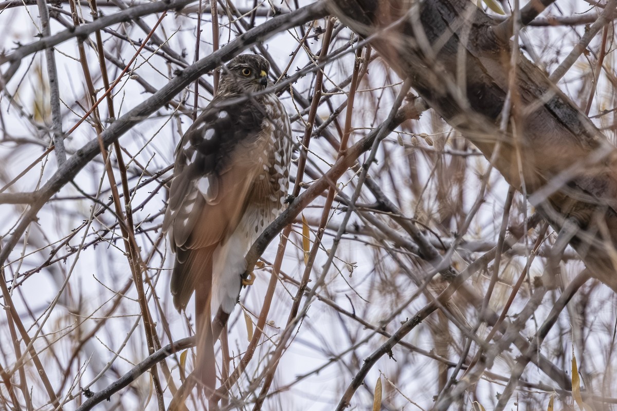 Sharp-shinned Hawk - ML644624964