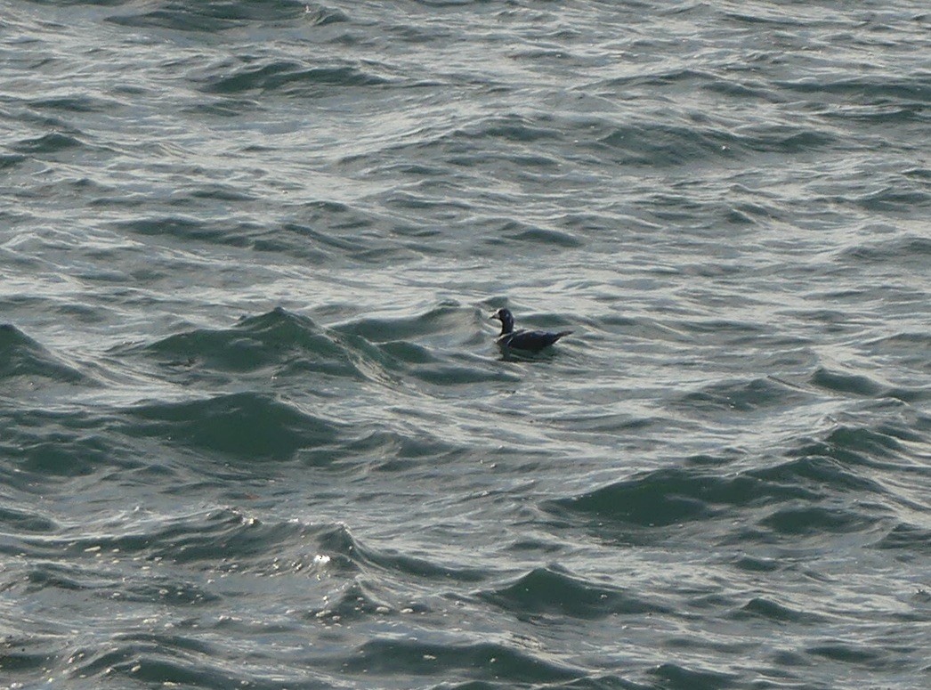 Harlequin Duck - ML644624967