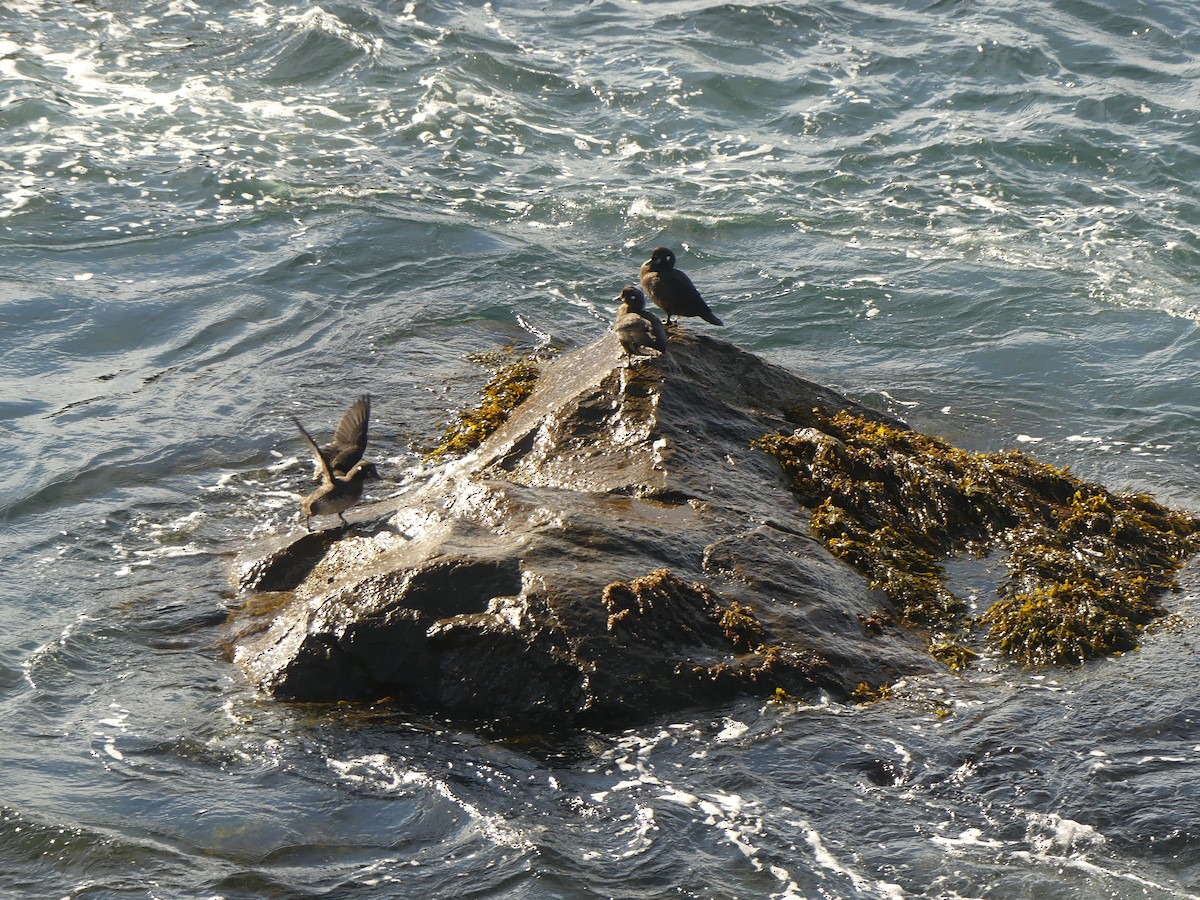 Harlequin Duck - ML644624968
