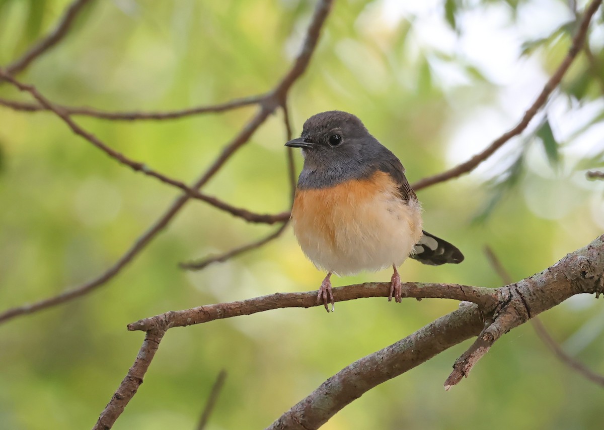 White-rumped Shama - ML644624970