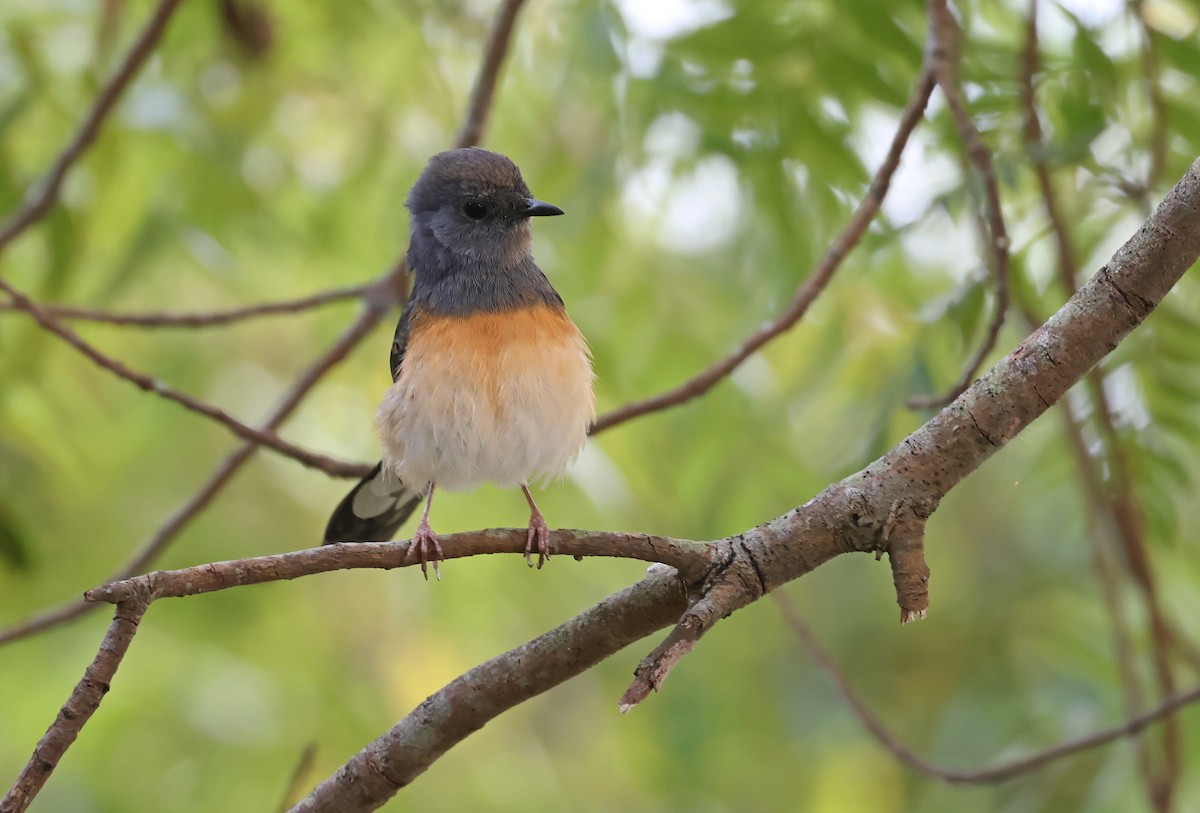 White-rumped Shama - ML644624972