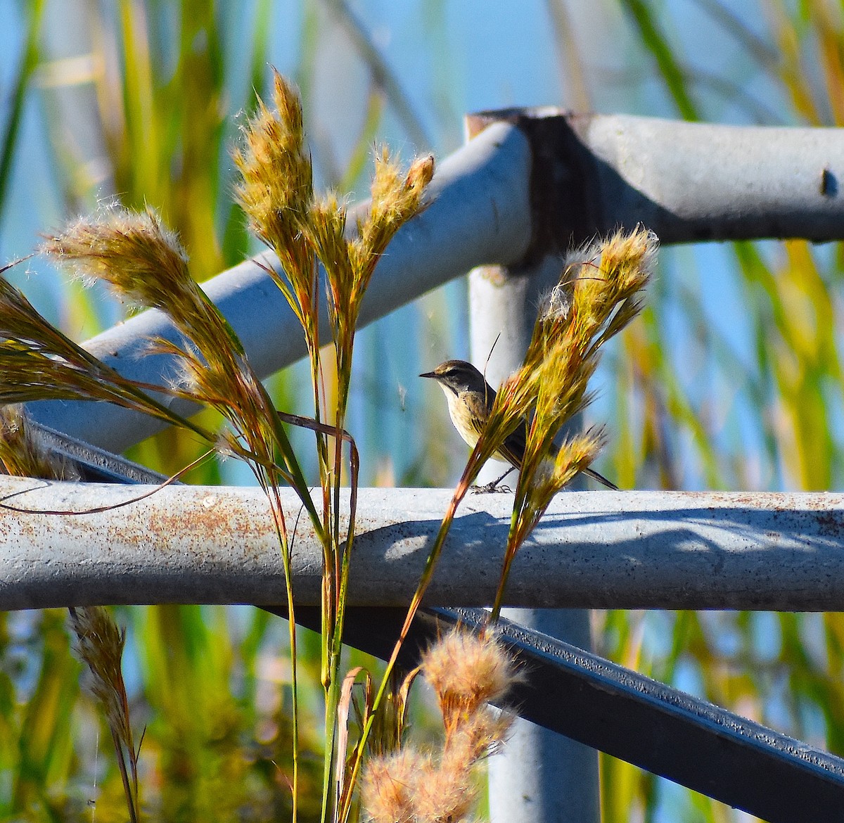 ヤシアメリカムシクイ - ML644624973