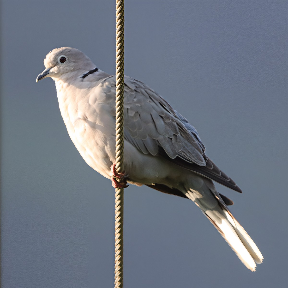 tyrkerdue - ML644624974