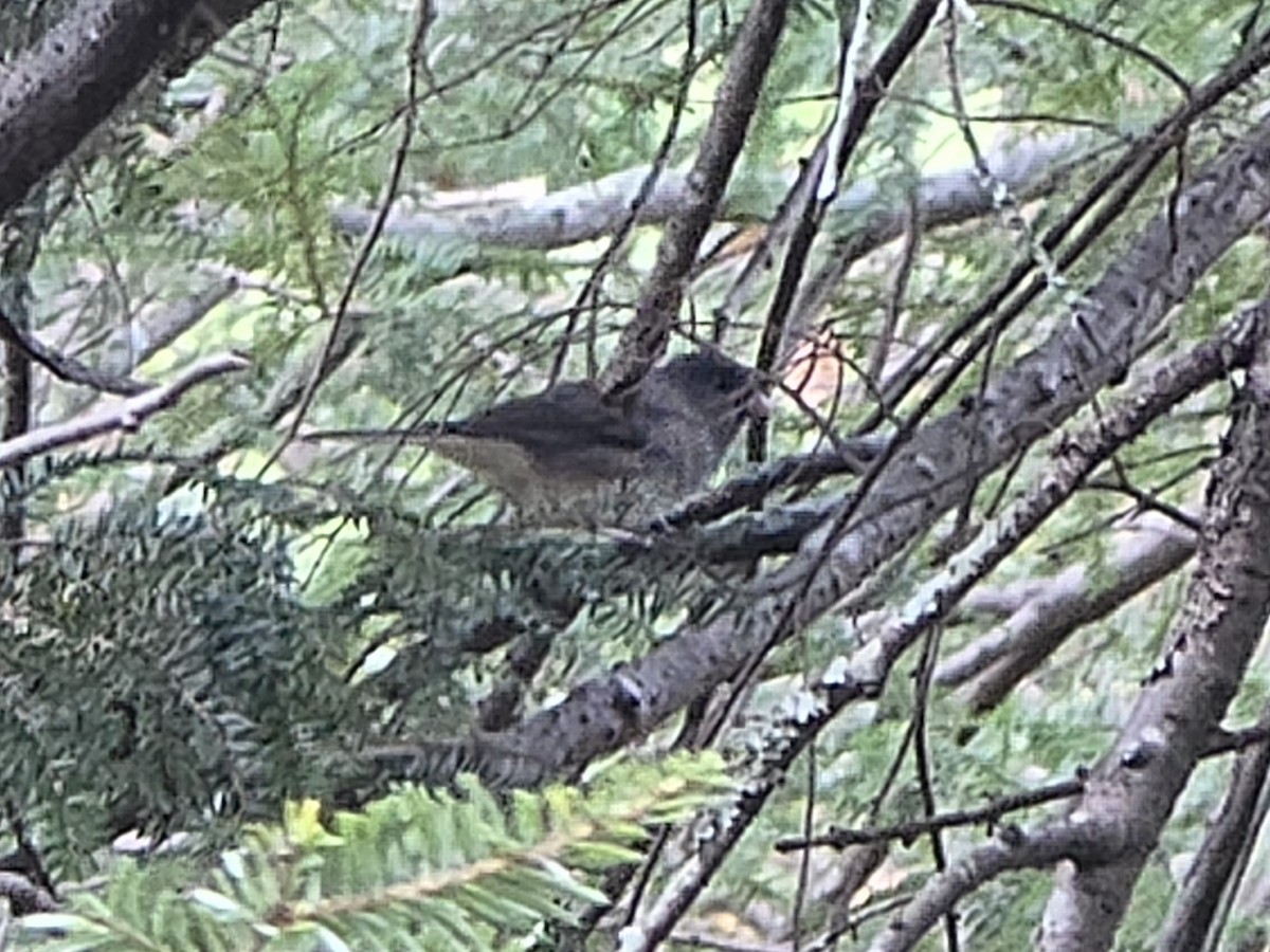 Dark-eyed Junco - ML644624976