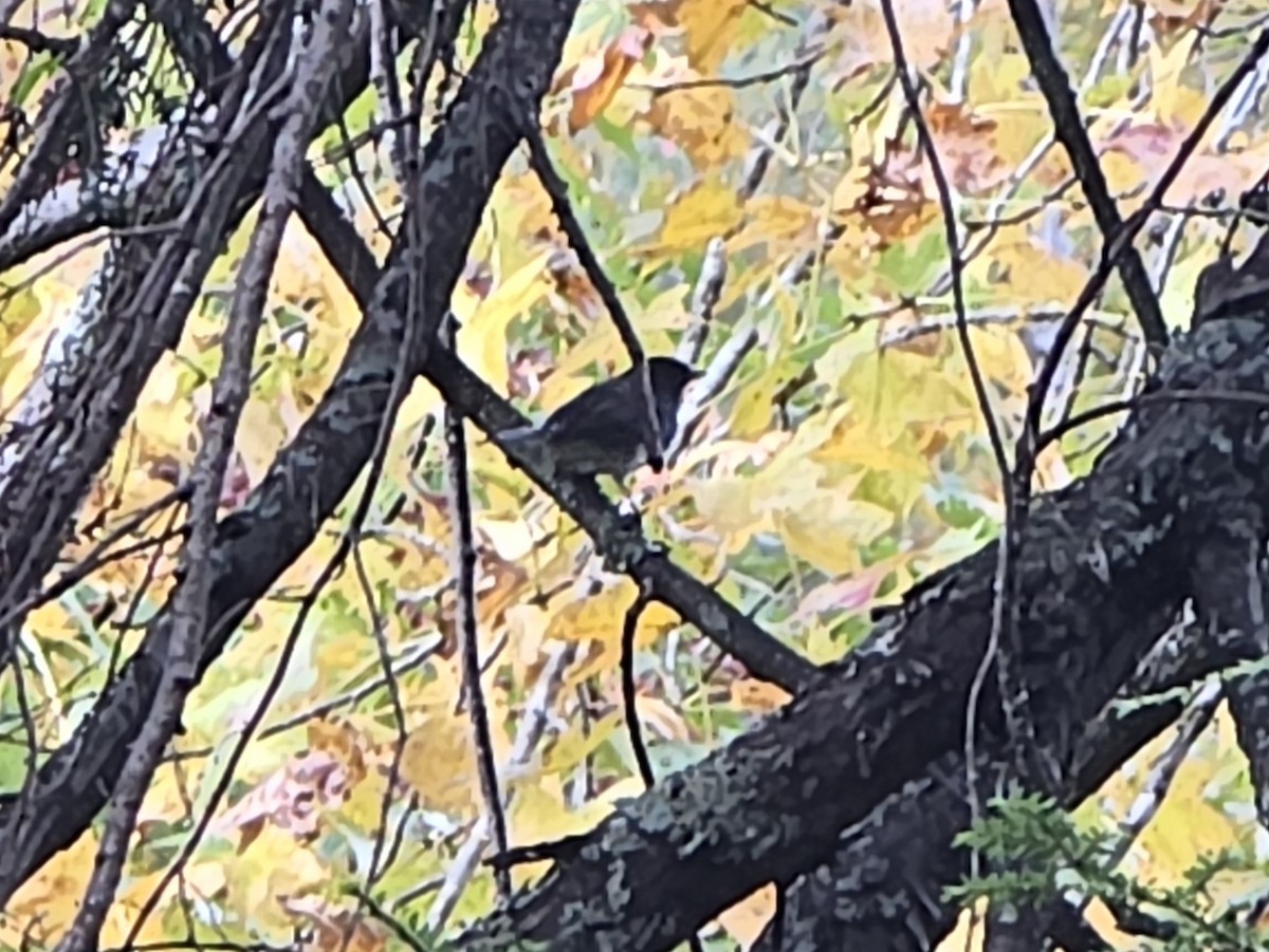 Dark-eyed Junco - ML644624977