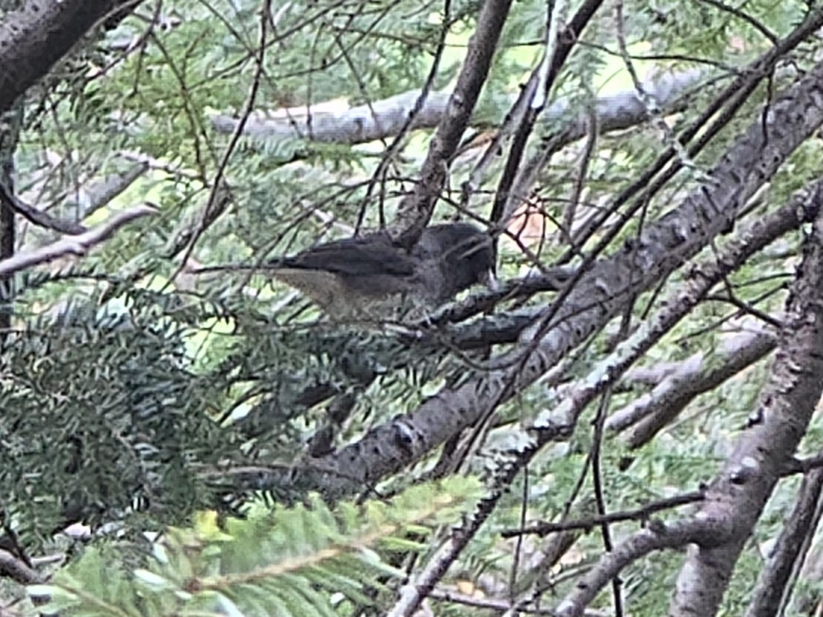 Dark-eyed Junco - ML644624978