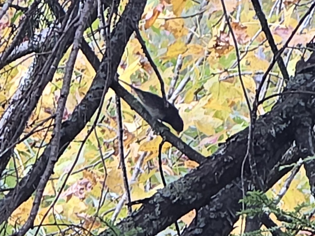 Dark-eyed Junco - ML644624979