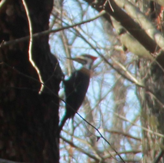 Хохлатая желна - ML644624982