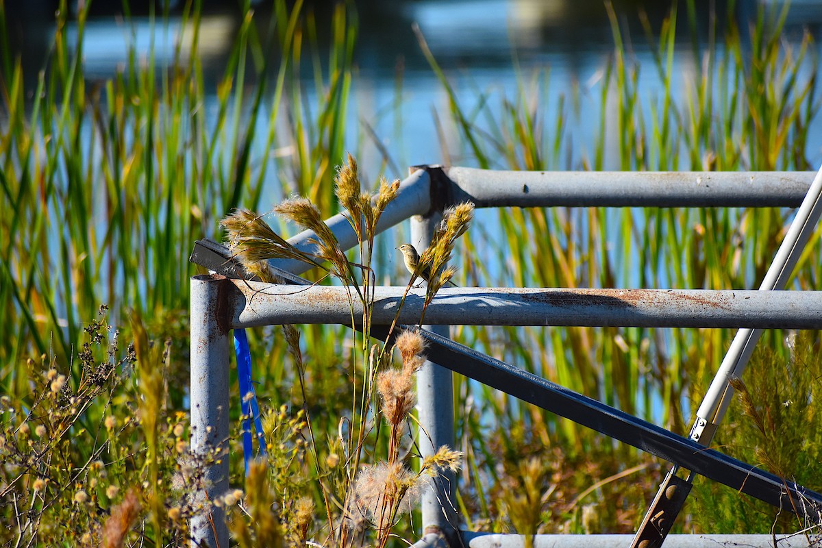 ヤシアメリカムシクイ - ML644624986