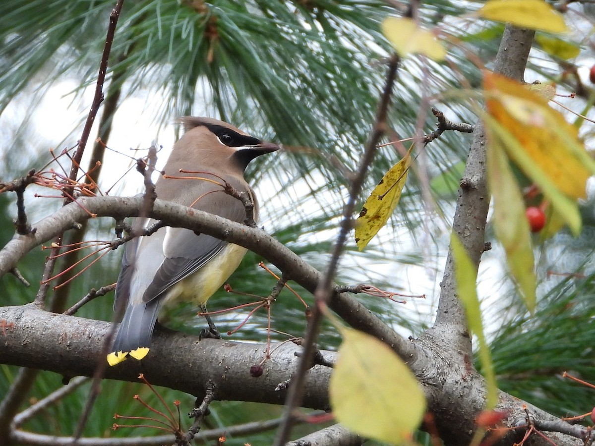 Sedir İpekkuyruğu - ML644624987